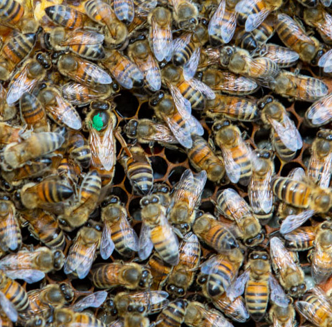 Découvrez la vie du Rucher : les ruches et les abeilles − Les