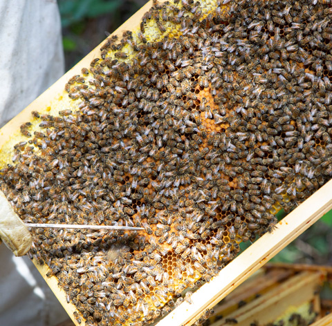 Découvrez la vie du Rucher : les ruches et les abeilles − Les